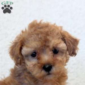 Nora, Toy Poodle Puppy
