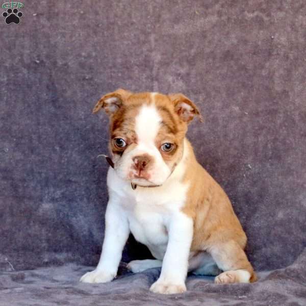 Norton, Boston Terrier Puppy