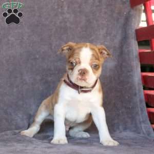 Norton, Boston Terrier Puppy