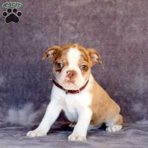 Norton, Boston Terrier Puppy
