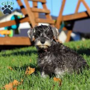 Nova, Miniature Schnauzer Puppy