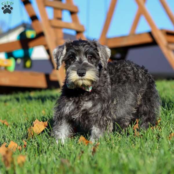 Nova, Miniature Schnauzer Puppy