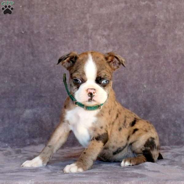 Nova, Boston Terrier Puppy