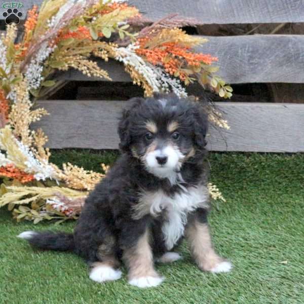 Nova, Mini Bernedoodle Puppy