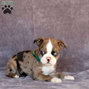 Nova, Boston Terrier Puppy
