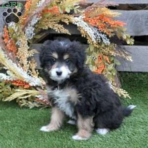 Nova, Mini Bernedoodle Puppy