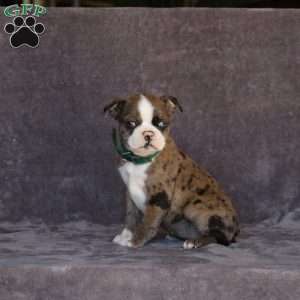 Nova, Boston Terrier Puppy