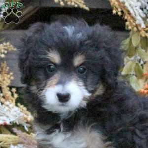 Nova, Mini Bernedoodle Puppy