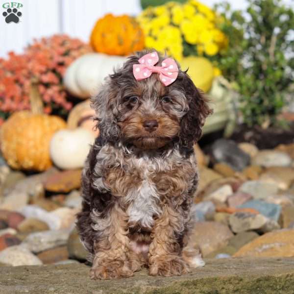 Nova, Cockapoo Puppy