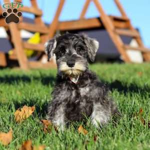Nova, Miniature Schnauzer Puppy