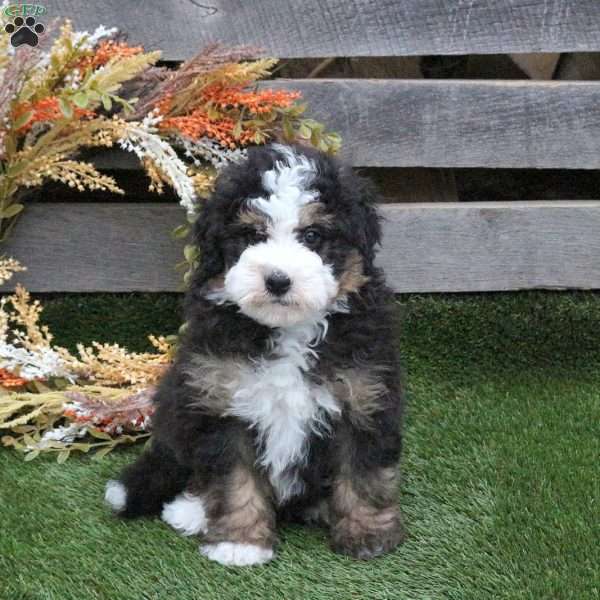 Nugget, Mini Bernedoodle Puppy