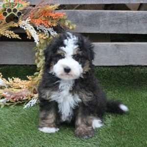 Nugget, Mini Bernedoodle Puppy