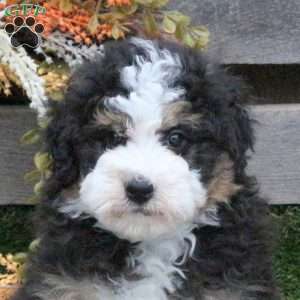 Nugget, Mini Bernedoodle Puppy