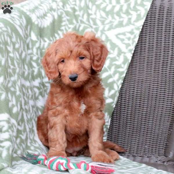 Nutmeg, Mini Goldendoodle Puppy