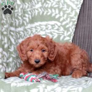 Nutmeg, Mini Goldendoodle Puppy
