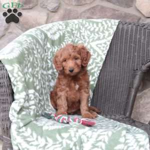 Nutmeg, Mini Goldendoodle Puppy