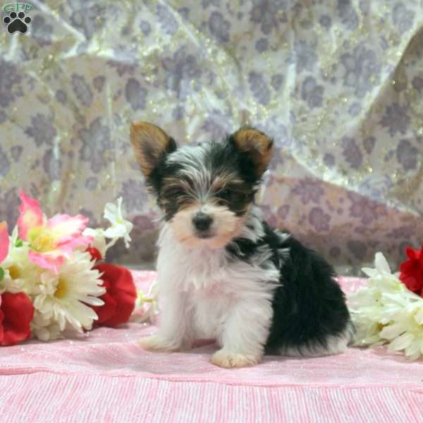 Oaklee, Yorkie Puppy