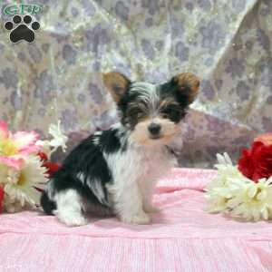 Oaklee, Yorkie Puppy