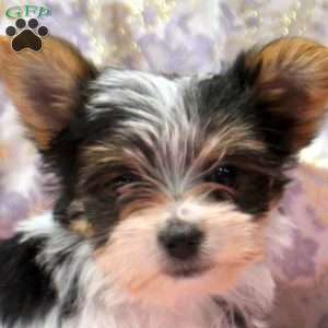 Oaklee, Yorkie Puppy