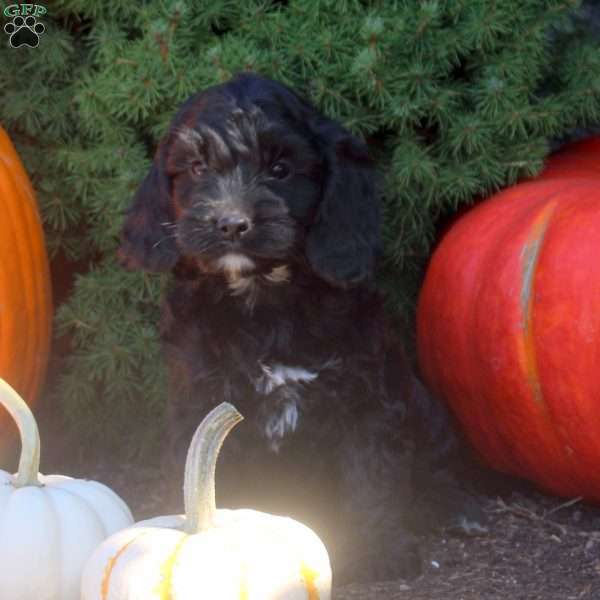 Oakley, Cockapoo Puppy