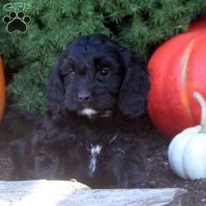 Oakley, Cockapoo Puppy