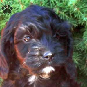 Oakley, Cockapoo Puppy