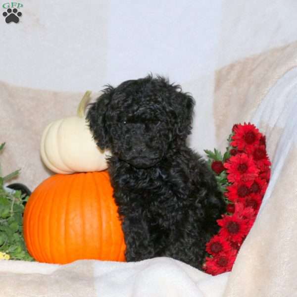 Oakley, Miniature Poodle Puppy