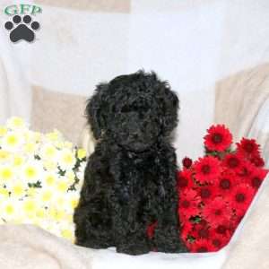 Oakley, Miniature Poodle Puppy