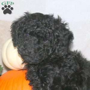 Oakley, Miniature Poodle Puppy
