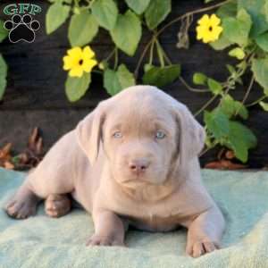 Oats, Silver Labrador Retriever Puppy