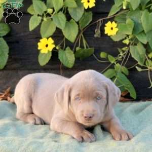 Oats, Silver Labrador Retriever Puppy