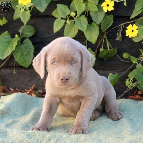 Oats, Silver Labrador Retriever Puppy