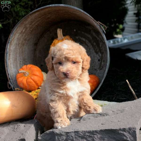 Odyssey, Bich-Poo Puppy