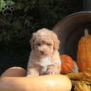 Odyssey, Bich-Poo Puppy