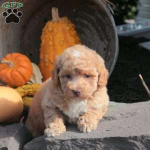 Odyssey, Bich-Poo Puppy