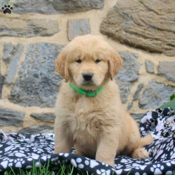 Oil Olive, Golden Retriever Puppy