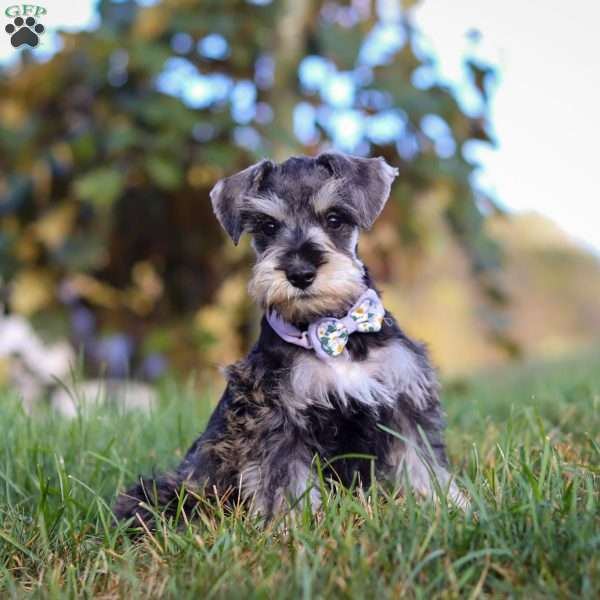 Olive, Miniature Schnauzer Puppy