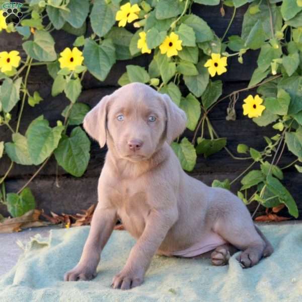 Olive, Silver Labrador Retriever Puppy