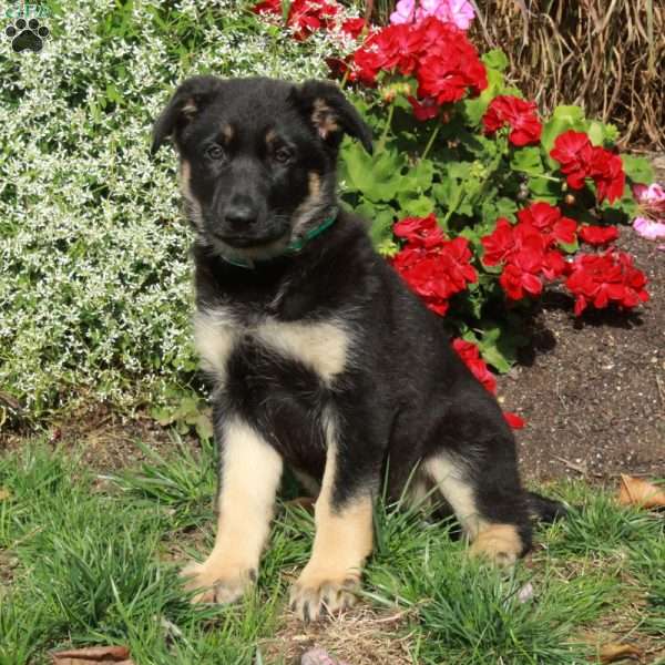 Olive, German Shepherd Puppy