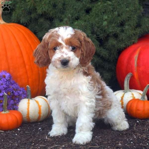 Olive, Cockapoo Puppy
