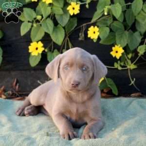 Olive, Silver Labrador Retriever Puppy
