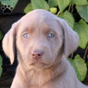 Olive, Silver Labrador Retriever Puppy