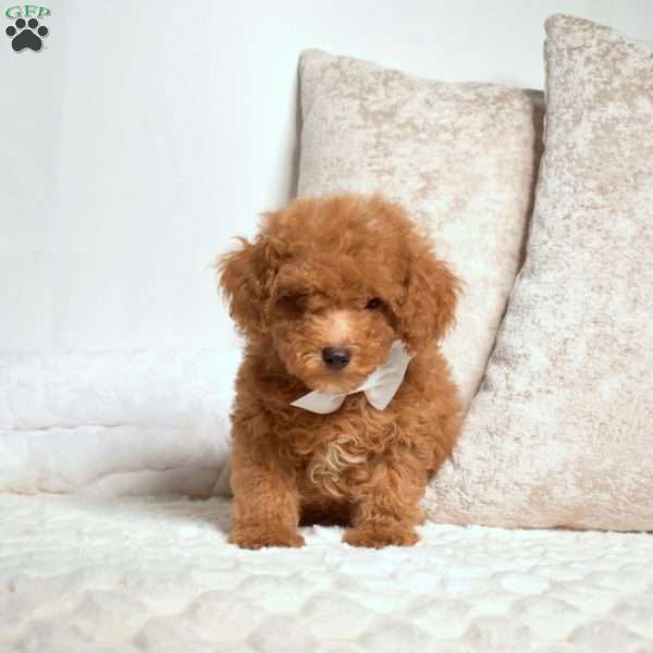Oliver, Miniature Poodle Puppy