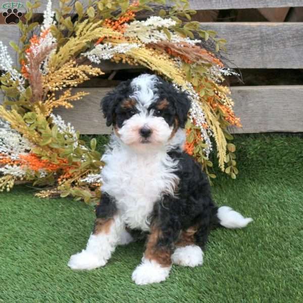 Oliver, Mini Bernedoodle Puppy