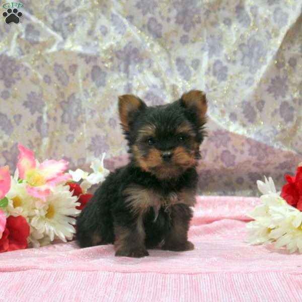 Oliver, Yorkie Puppy