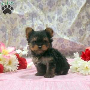 Oliver, Yorkie Puppy