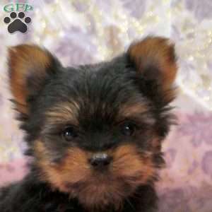 Oliver, Yorkie Puppy