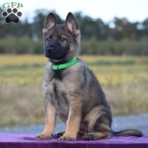 Olivia, German Shepherd Puppy