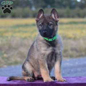 Olivia, German Shepherd Puppy