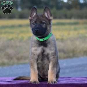 Olivia, German Shepherd Puppy